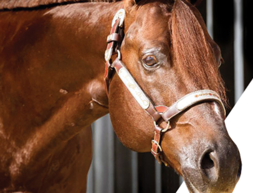Extremely Hot Chips will be marking his final year of competition at Congress, AQHA World Show