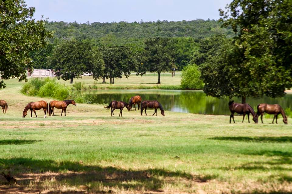 Ranch Lake Horses